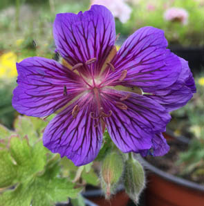 Geranium renardii 'Philippe Vapelle'